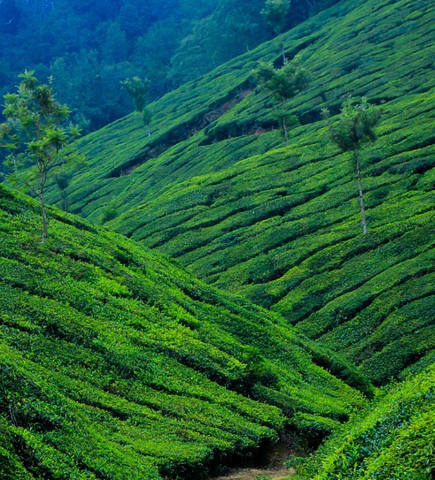 economy munnar